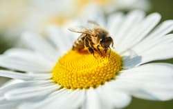 Bee on a Daisy.