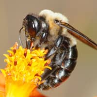 bee sucking nectar