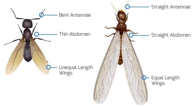 termite vs. ants