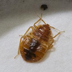 Why Do I Have Bed Bugs in My Western Massachusetts Home?